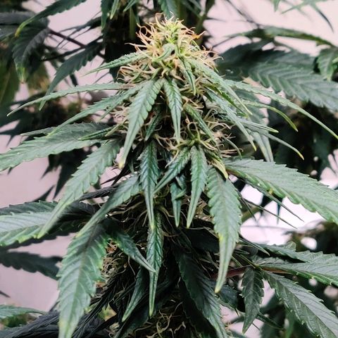 Gelat.OG growlog timeline photo