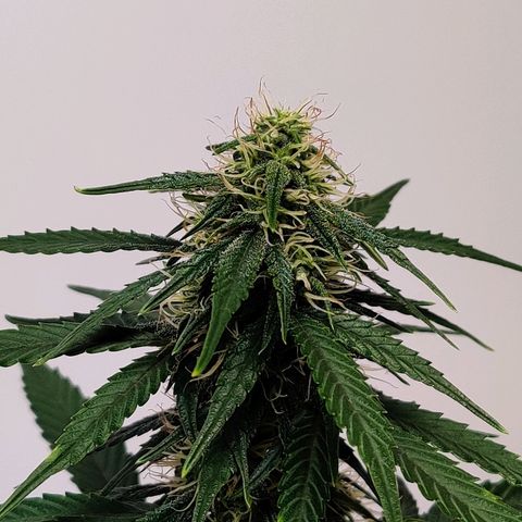 Gelat.OG growlog timeline photo