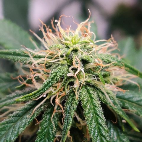 Gelat.OG growlog timeline photo