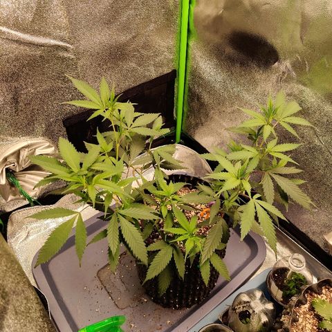 Cinex_1.1 growlog timeline photo