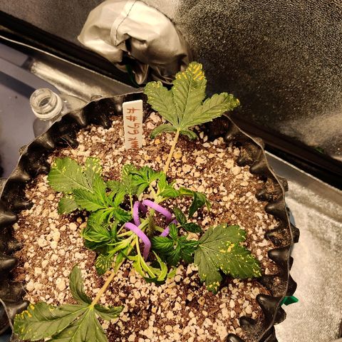 Canuk GG#4 growlog timeline photo