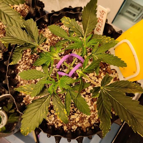 Mephisto FSx4BOG growlog timeline photo