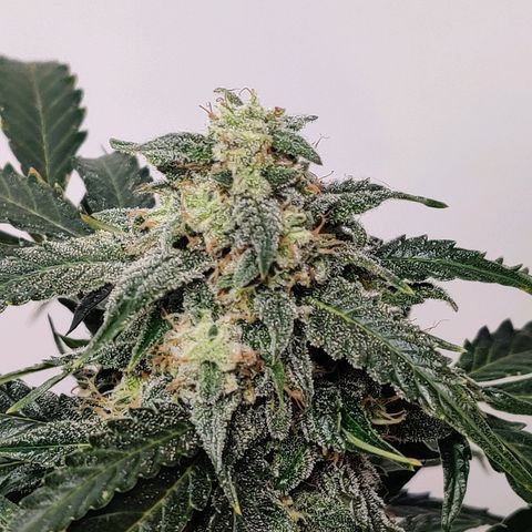 Canuk Critical Mass growlog timeline photo