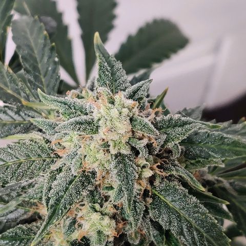 Canuk Critical Mass growlog timeline photo
