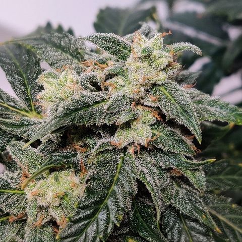 Canuk Critical Mass growlog timeline photo
