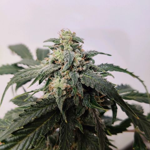 Canuk Critical Mass growlog timeline photo