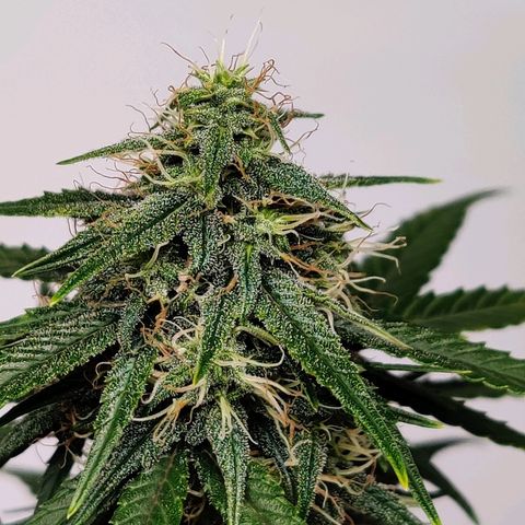 Gelat.OG growlog timeline photo