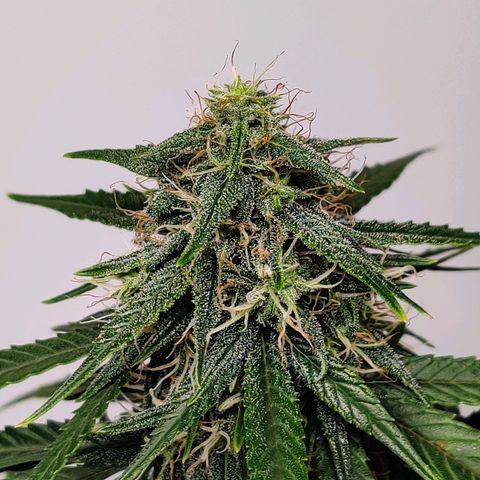 Gelat.OG growlog timeline photo