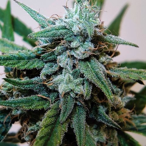 Mephisto Mango Smile growlog timeline photo