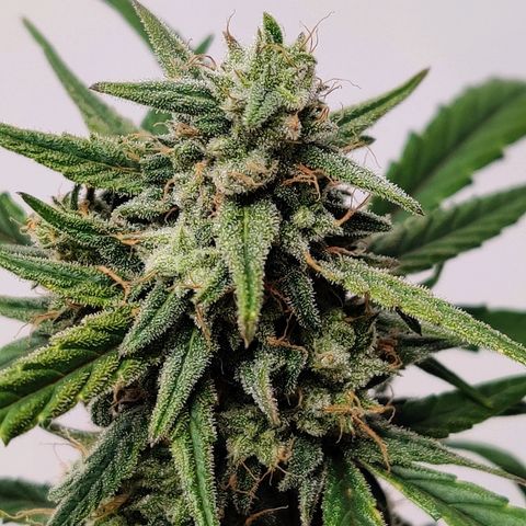 Mephisto Mango Smile growlog timeline photo