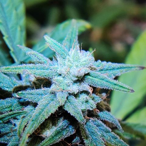 Mephisto Mango Smile growlog timeline photo