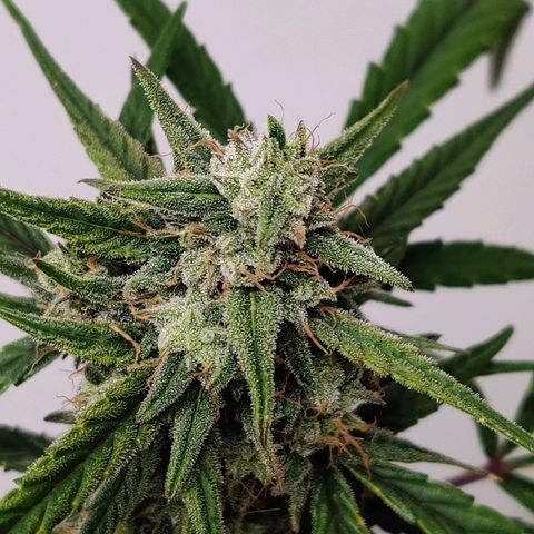 Mephisto Mango Smile growlog timeline photo