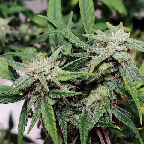 Mephisto Mango Smile growlog timeline photo