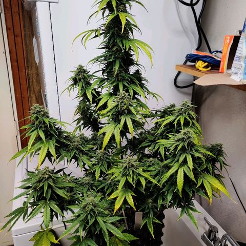 Gelat.OG growlog timeline photo