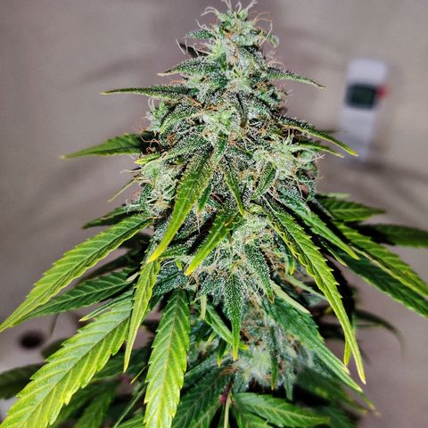 Gelat.OG growlog timeline photo