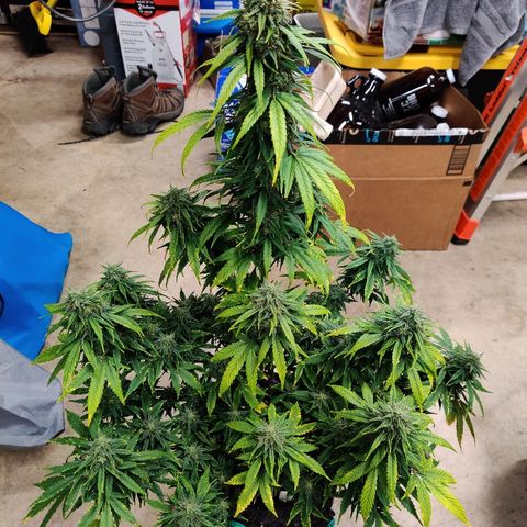 Gelat.OG growlog timeline photo