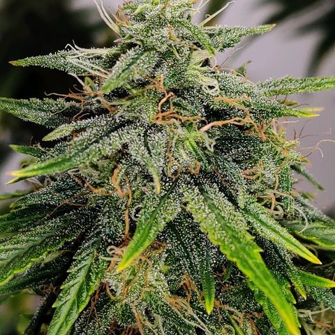 Gelat.OG growlog timeline photo