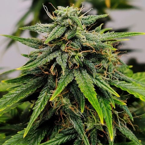 Gelat.OG growlog timeline photo