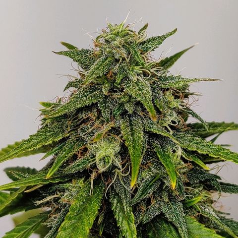 Gelat.OG growlog timeline photo