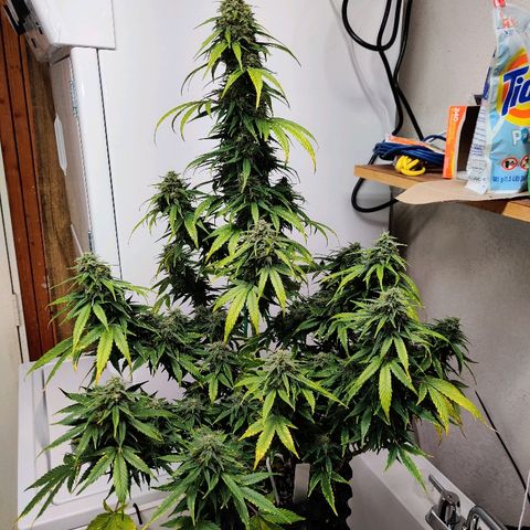 Gelat.OG growlog timeline photo