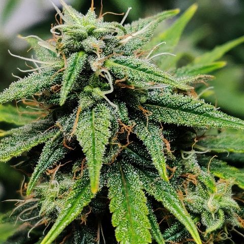 Gelat.OG growlog timeline photo