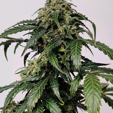 Canuk Critical Mass growlog timeline photo