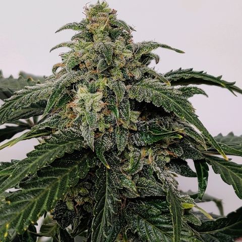 Canuk Critical Mass growlog timeline photo