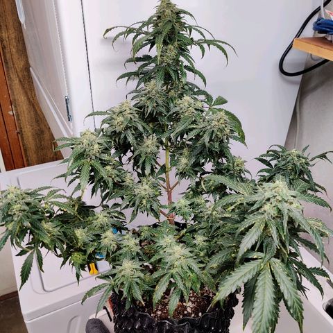 Canuk Critical Mass growlog timeline photo
