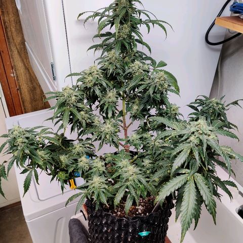 Canuk Critical Mass growlog timeline photo