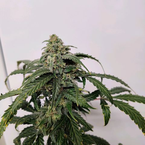 Canuk Critical Mass growlog timeline photo