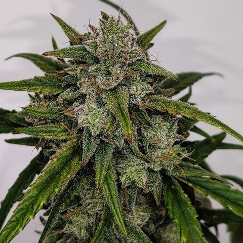 Canuk Critical Mass growlog timeline photo