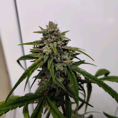 Mephisto Mango Smile growlog timeline photo