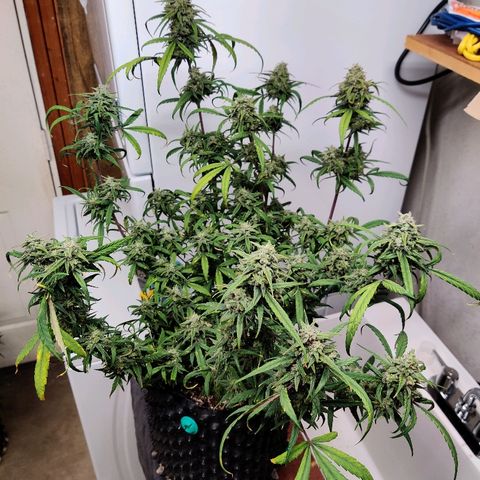 Mephisto Mango Smile growlog timeline photo