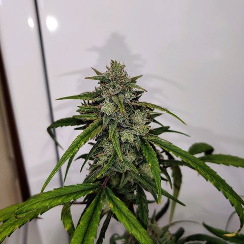 Mephisto Mango Smile growlog timeline photo
