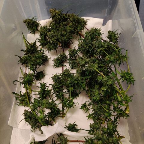 Mephisto Mango Smile growlog photo: Wash and hang