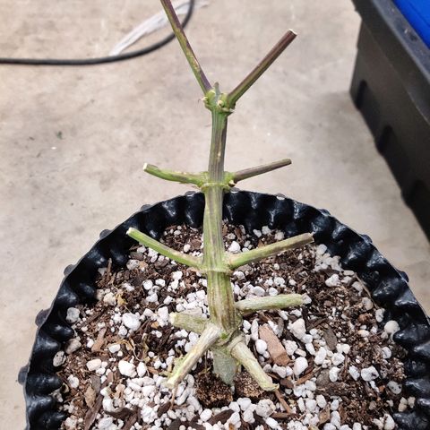 Mephisto Mango Smile growlog timeline photo
