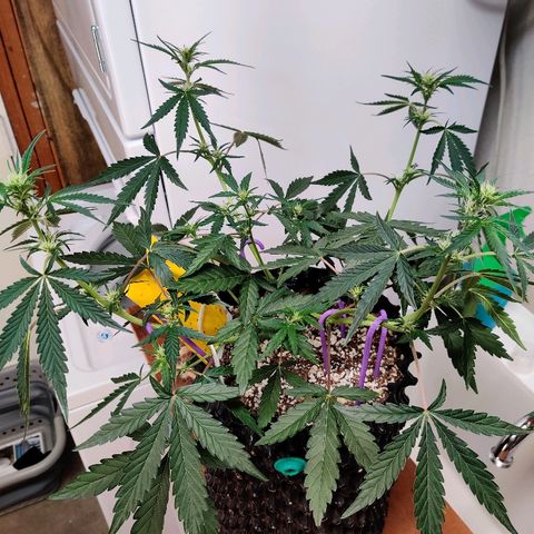Mephisto FSx4BOG growlog timeline photo