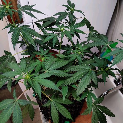 Canuk GG#4 growlog timeline photo