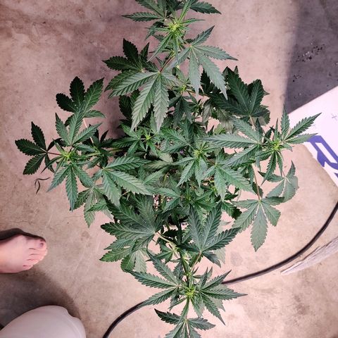 Canuk GG#4 growlog timeline photo