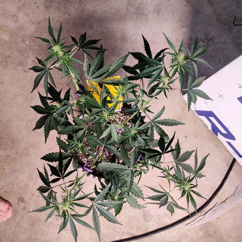 Mephisto FSx4BOG growlog timeline photo
