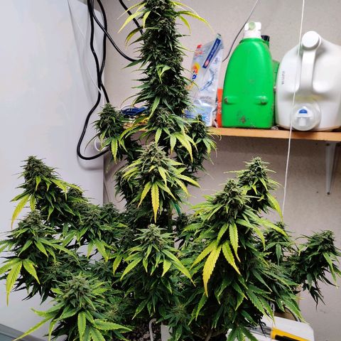Gelat.OG growlog timeline photo