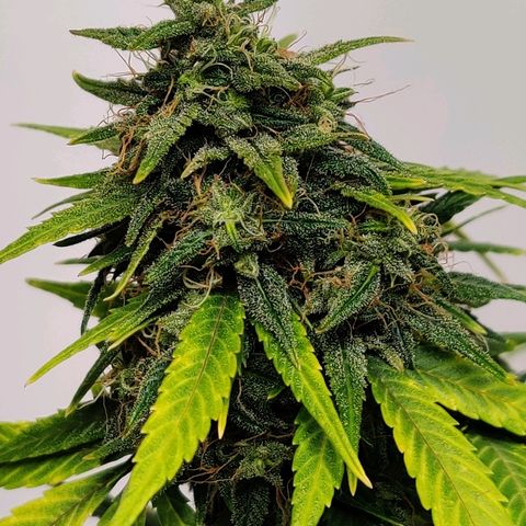 Gelat.OG growlog timeline photo