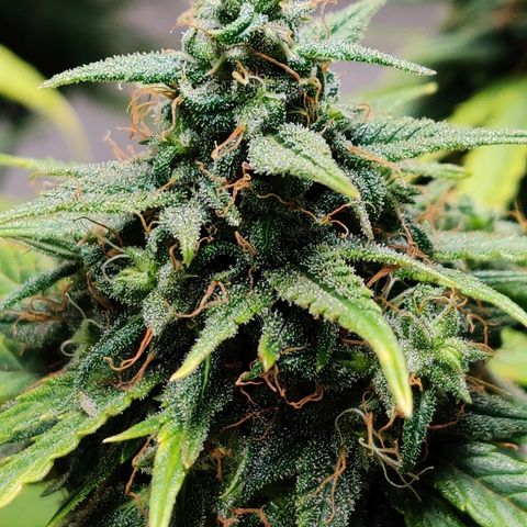 Gelat.OG growlog timeline photo