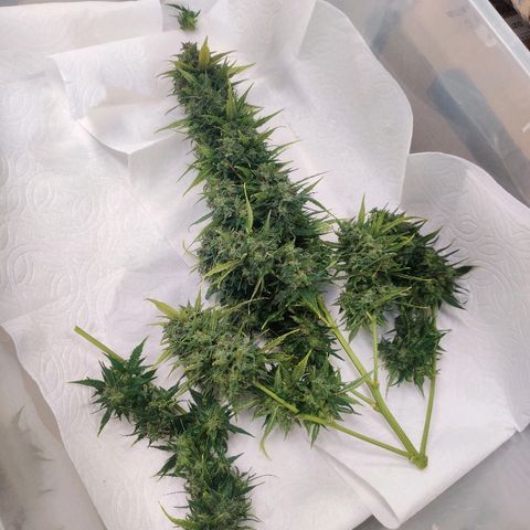 Gelat.OG growlog timeline photo