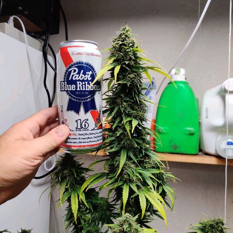 Gelat.OG growlog timeline photo