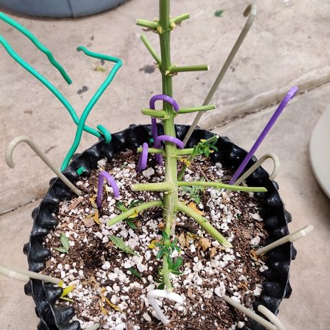 Gelat.OG growlog timeline photo