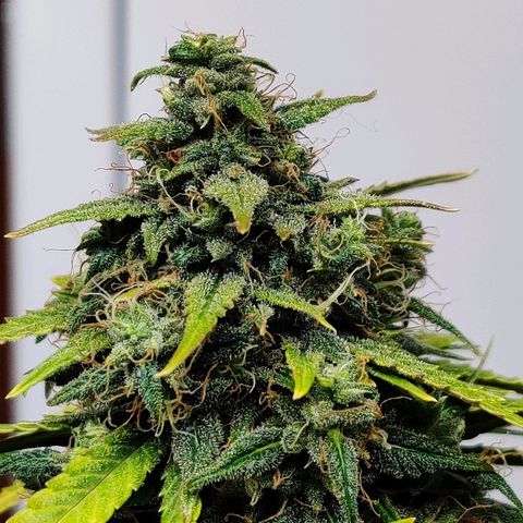 Gelat.OG growlog timeline photo