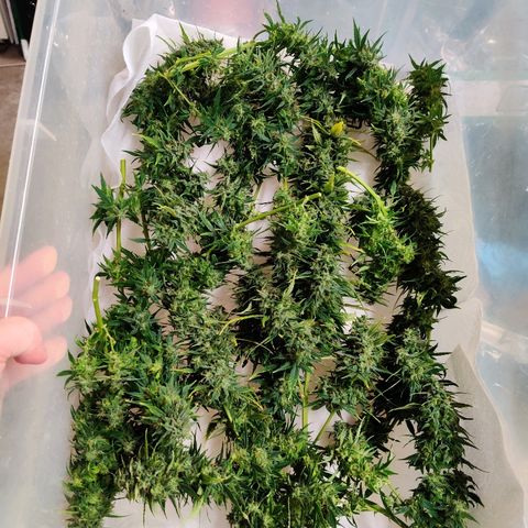 Gelat.OG growlog timeline photo