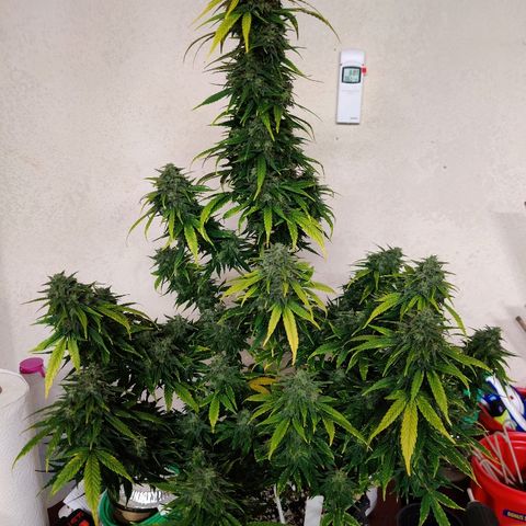 Gelat.OG growlog timeline photo