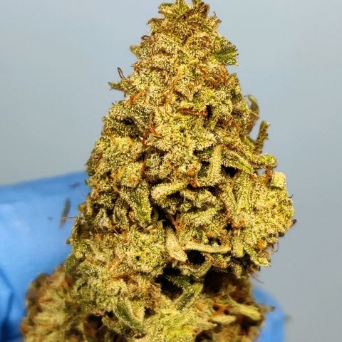 Mephisto Mango Smile growlog timeline photo